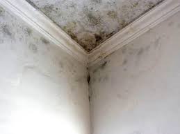 Why You Should Choose Our Mold Remediation Services in Wortham, TX